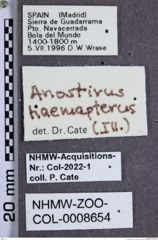 Etiketten zu Anostirus haemapterus (NHMW-ZOO-COL-0008654)